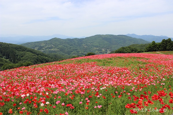 埼玉県秩父の 天空のポピー は一度は見ておくべき絶景スポットだった 見頃や混雑状況などをご紹介 チエチエふぁーむ 埼玉県秩父の 天空のポピー は一度は見ておくべき絶景スポットだった 見頃や混雑状況などをご紹介 チエチエふぁーむ