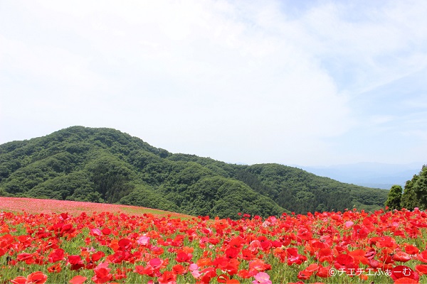 埼玉県秩父の 天空のポピー は一度は見ておくべき絶景スポットだった 見頃や混雑状況などをご紹介 チエチエふぁーむ